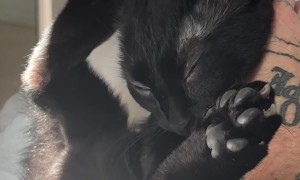 Cat Getting Good Scratches