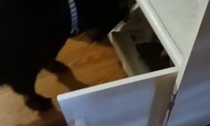 Clever Goat Getting Into the Cabinets