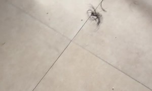 Two-Year-Old Gives Herself a Haircut