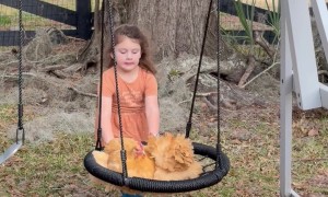 Little Girl Pushes Chickens on a Swing