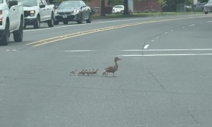 Woman Helps Duck Family Skedaddle Off Busy Street