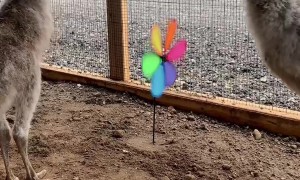 Emu Chick Stomps Pinwheel