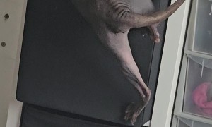 Cat Gets His Belly Stuck Climbing Into Box