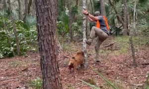 Guy Gets Chased by a Wild Boar Hog