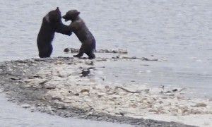 Un-Bear-Ably Cute Wrestling Match Between Siblings