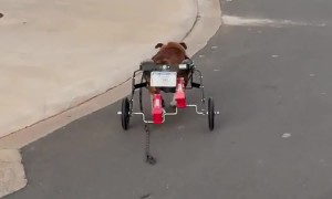 It's Called a "Bull-Dozer"