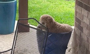 Doodle Plants Himself In Large Flower Pot