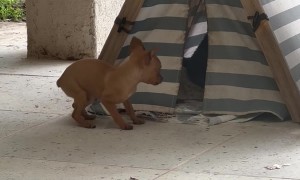Chaotic Puppy Tent
