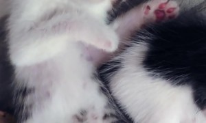 Kittens Dreaming of Milk