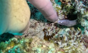 Diver Finds the Cutest Baby Moray Eel