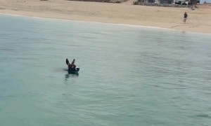 Donkey Wants to Go Fishing Too