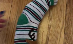 Kitten In A Sock