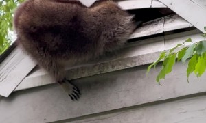 Just Met My New Neighbor