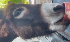 Coco the Baja Donkey Drinking Coffee