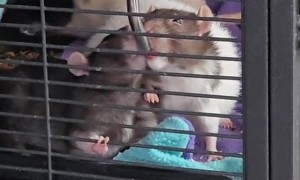 Funny Rats Drinking Water Together