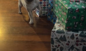 Suki the Frenchie Throws Fit Over Present Opening
