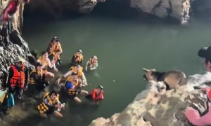Tourists Cheer For Dog To Jump Into Water