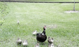 Mama Duck and Ducklings Visit Family at Hermann Park in Houston