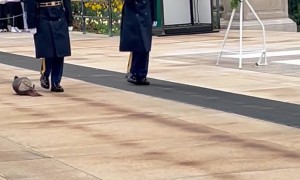 Turkey at The Tomb of the Unknown Soldier