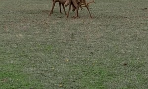 Two Big Red Deer Stags Locking Antlers