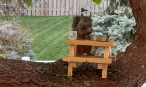 Squirrel Sips Water From Tree Picnic Table