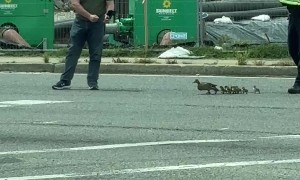 Police Escort Mama Duck and Babies Across Road