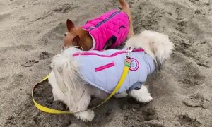 Clumsy Pupper Does a Flip