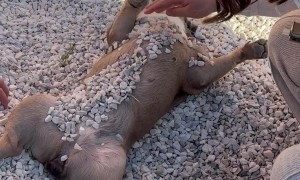 Relaxed Dog Covered In Gravel