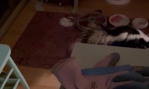 Skunk Takes Advantage Of Cat Food Buffet