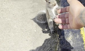 Friendly Squirrel Climbs on Me