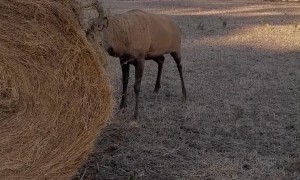 Big Stag Lets Hay Bale Know Who's Boss