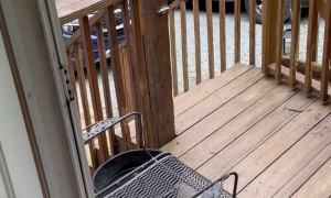 Golden Retriever Can't Climb Over Porch Gate
