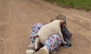 Boy and Puppy Play Together