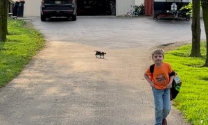Basset Hound Puppy Runs Funny Down Driveway