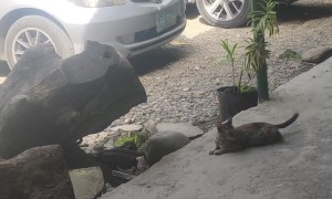 Angry Bird Pecks at Unbothered Cat