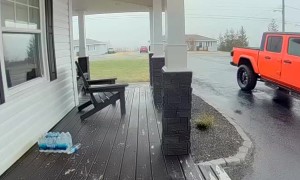 Crow Steals My Food Delivery
