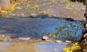 5000 Rubber Ducks Race for $10,000 Prize