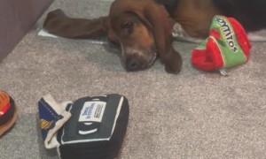 Basset Hounds Airs Out Ears On Vent