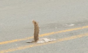 Roadkill Squirrel's Tail Sticks Straight Up