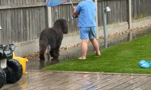 Little Boy Keeps His Dog Dry in the Rain