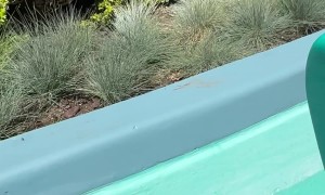 Unexpected Phone Drop at the Happiest Place on Earth