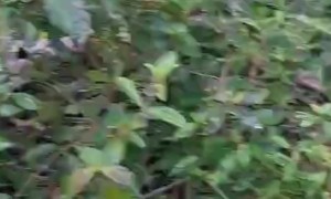 Villagers Rescue Buffalo Stuck in Mud