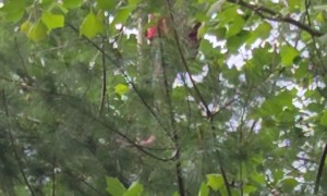 Country Kid Climbs High Into Trees