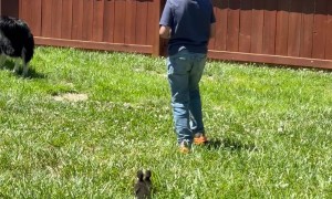 Son Protects Ducklings From Wrestling Dogs