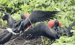 Two Red-Chested Birds Compete to Win an Uninterested Female