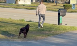 Chocolate Lab Takes Mail Delivery Job Seriously