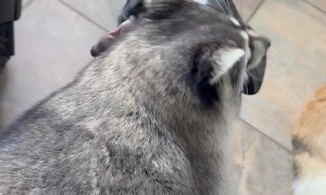 Raccoon Hitches A Ride On Dog Friend