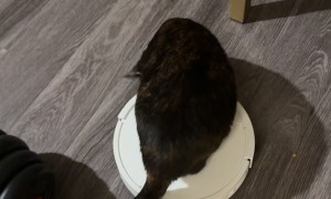 Clever Cat Rides Robot Vacuum