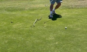 Golfer Pranked With Fake Snake