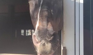 Happy Horse With a Contagious Smile